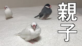 チンピラ文鳥には娘がいます【似てる】