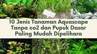 10 Jenis Tanaman Aquascape Tanpa co2 dan Pupuk Dasar Paling Mudah Dipelihara