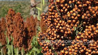 Maize vs Sorghum in semi-arid regions of Southern Africa