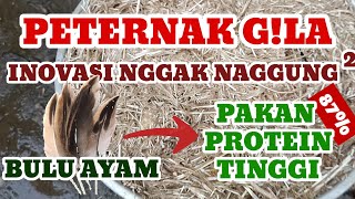 SUMBER PROTEIN HEWANI TERMURAH | LIMBAH BULU AYAM JADI PAKAN TERNAK BERPROTEIN TINGGI 87%