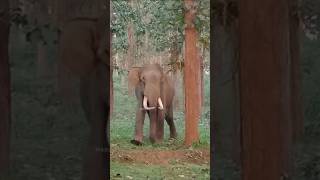 ഇതാണ് മോക്ക് ചാർജ്🐘 #wildelephant #attack #elephantattack #mockcharge #charge #scary #tusker #forest