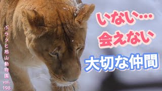 やっぱりいない…大切な仲間が。寂しげなイオそしてオリト。ライオン家族生活vol198@旭山動物園/Lion's precious companion is missing!What happen ?