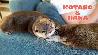 カワウソコタローとハナ　途中までいい雰囲気だったのに　Otter Kotaro\u0026Hana Look So Cute Together