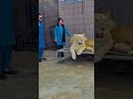 Wild Animal Pet King Lion At Farm | Animals Lover Pakistan | For More Videos Comments to Next Part