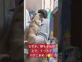 姉ちゃん大好き〜♥ パグ 犬 pug かわいい犬 癒し 大好き