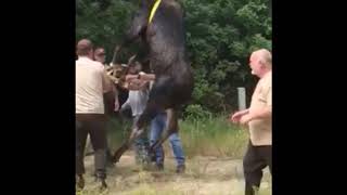 Moose Rescue in Central Utah