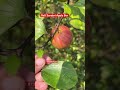 ball sundari apple ber farming 9734307077 garden gardening