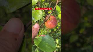 Ball Sundari Apple Ber Farming 9734307077 #garden #gardening