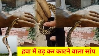 satish Fafdana snakeman Haryana video