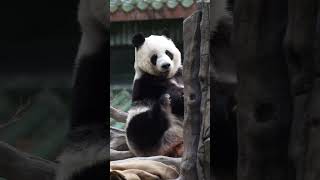 雅一这姿势 #一方水土养一方熊猫 #panda #大熊猫 #cute #熊