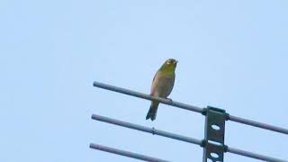 White-eye tit chirping at Tokyo High sound quality