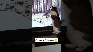 Ловись птичка большая и маленькая🐦‍⬛#cat #кот #котик #милота #funny #pets #кошка #happy #humor #лол