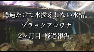 水換えしない水槽のブラックアロワナがバツグンに綺麗すぎる！ 2ヶ月経過