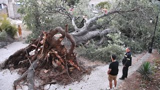 Παραλίγο τραγωδία στο Ναύπλιο με πτώση τεράστιου δέντρου