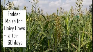 COFS 29 Fodder Sorghum fodder /  Fodder Sorghum for Dairy Farming / High yielding Green fodder