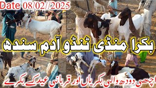 Tando adam Bakra Mandi ||10 million breede Bakryan Bachon wali || Latest Update