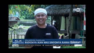 Budidaya Ikan Mas Sinyonya Ramai Diminati