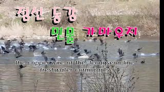 정선 동강 새들의 천국  Heaven of the Jeongseon Donggang River Birds