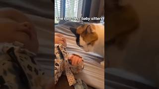 ThePurr-Fect baby sitters #funnyshorts #baby #cat #catlover #shortsfeed #shorts
