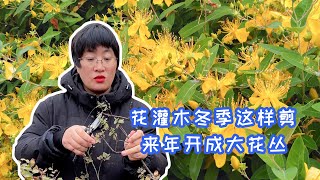 【海妈植物推荐】花灌木冬季这样剪，来年开成大花丛