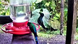 2017 Hummingbird Highlights from Mashpi Lodge in Ecuador