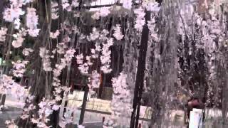 千本釈迦堂 阿亀桜 2013.3