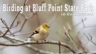 Birding at Bluff Point State Park in Groton, CT.