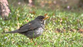 クロツグミ　Japanese Grey Thrush