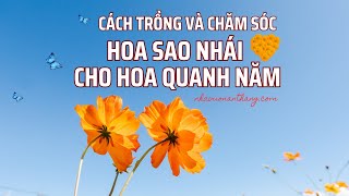 Cách trồng và chăm sóc hoa sao nhái cho hoa quanh năm I nhavuonanthang