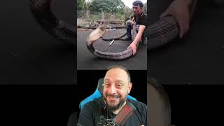 Cobra rei, a maior cobra peçonhenta do mundo e o falso resgate