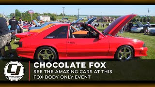 Amazing Fox Bodies at 2021 Chocolate Fox