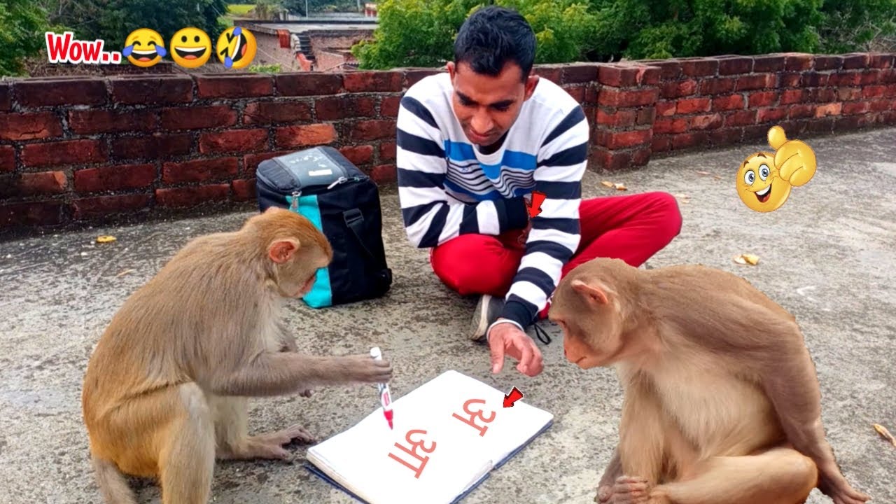 पढ ई करन व ल ब दर Monkeys Doing Study And Eating Bananas Trying