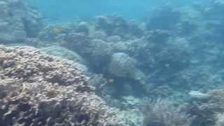 Film-1: The Beauty of Karimunjawa