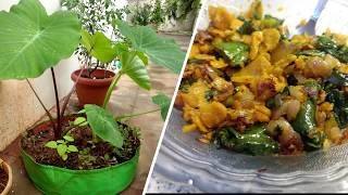 Healthy చామ ఆకు fry ,Chaama aaku Fry . Taro or Colocasia Leaves fry. From my tiny organic garden