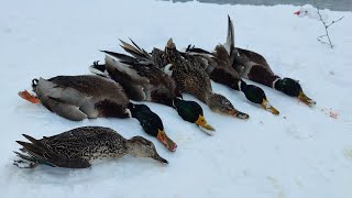 ÖRDEK AVI/KARDA NET POZİSYONLAR/DUCK HUNTİNG/УТИНАЯ ОХОТА