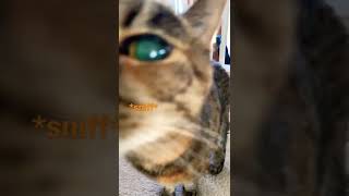 Funny cat video #memes #cat #cats #funny #pets #petlover #pet