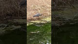 Funny, Are Great Blue Heron perhaps Clumsy? 青鷺って不器用かも?  #shorts #birds #野鳥