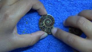 A pollished ammonite that is cut in half