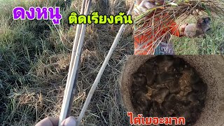 ดักหนูพุกใหญ่นอนนาค้างคืนต่างถิ่น|ดงหนูชัดๆ ติด3คันลวดแฮตทริก