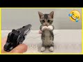 1 Minute Funny Animal Videos 😂😂