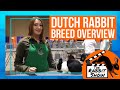 The Dutch Rabbit Breed Overview