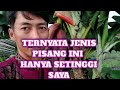 Jenis pisang yang pendek || inilah jenis pisang yang pendek, bagus untuk hiasan halaman rumah