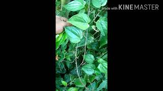 తమలపాకు కషాయం//  betel leaves decoction