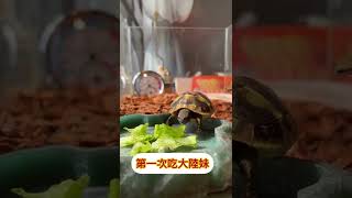 「Herman赫曼+豹龜」飼養陸龜滿一個月囉！#herman #tortoise #第一次養陸龜 #赫曼 #豹龜 #我家66+加嘎