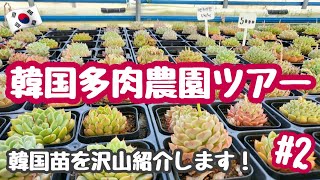 【韓国】【多肉植物】韓国多肉農園ツアー＃２ 韓国苗を沢山紹介します！珍しい苗から人気な苗まで【韓国苗】