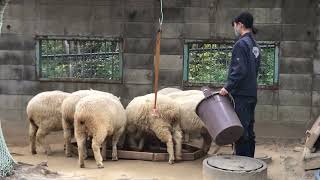 ひつじさん、ご飯の時間🥕(五月山動物園)