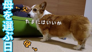 普段母にこない愛犬が珍しく寄ってきてくれました！【歓喜】