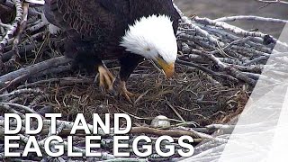 Wonders OF The World - 3 - DDT and Eagle Eggs