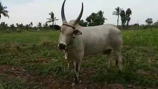 Beautiful kangayam Cow | அழகான காங்கேயம் மாடு | Wonderful moments