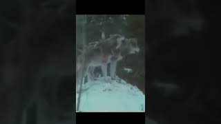 Siberian tiger vs wolf pack #shorts 🐯 siberian tiger #shorts 🐺 wolf fight #shorts 🐺 #youtubeshorts